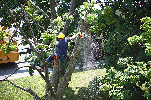 Pinebluff, NC Tree Care Company